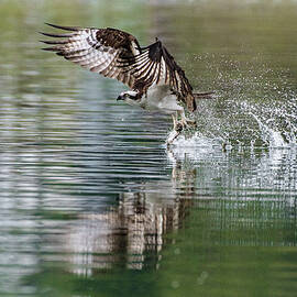 Osprey Catch Reflection by Joy McAdams