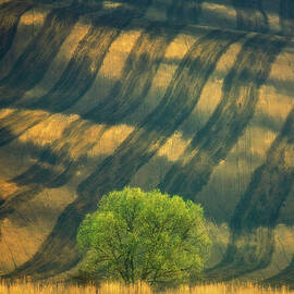 Tree ... by Krzysztof Browko
