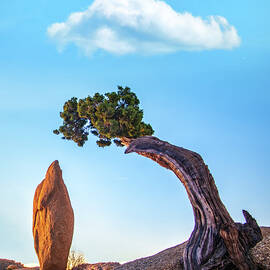 Tree And Balancing Rock In Joshua Tree by Max Seigal