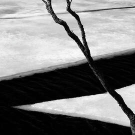 Tree and Ice by Dave Bowman