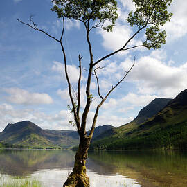 Tree At Buttermere by Simonbradfield