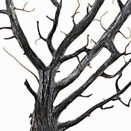 Tree Branch On White Background by Michael Duva