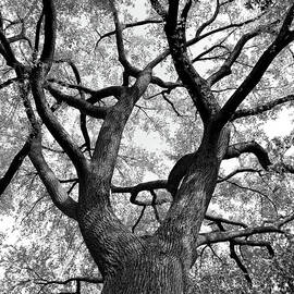 Tree Branches by Adam Garelick