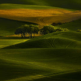 Tree In The Field by Lydia Jacobs