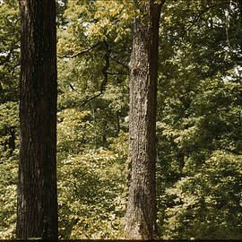 Trees in reforestation project by 