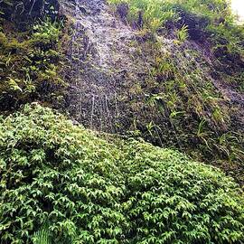 Trickle Down Waterfall by Rose Wark