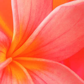 Tropical Heat by Rodkosmos