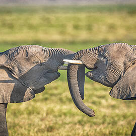 Trunk To Trunk... by Jeffrey C. Sink