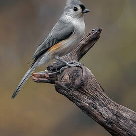 Tufted Titmouse, Kentucky by Adam Jones
