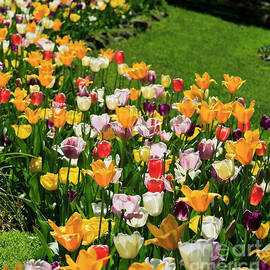 Tulip Flower Garden in a Springtime Yard by Jill Lang