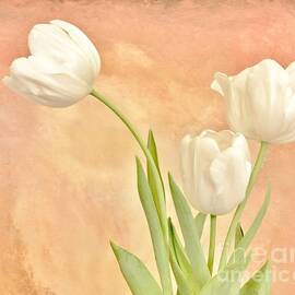 Tulips White by Marsha Heiken