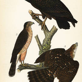 Turkey Vulture, Cathartes Aura 1, And Coopers Hawk, Accipiter Cooperii, Adult 2, Young 3 by John James Audubon