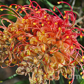 Two Aussie Grevilleas Flowers  by Joy Watson
