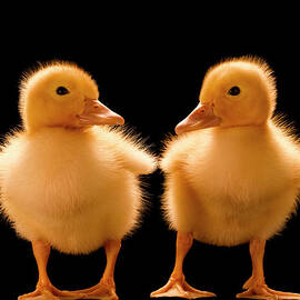 Two Ducklings Looking At One Another by Don Farrall