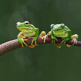 Two Green Frog by Edy Pamungkas