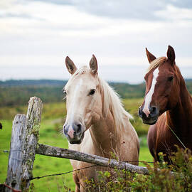 Two Horses Standing Near Fence by Bob Stefko