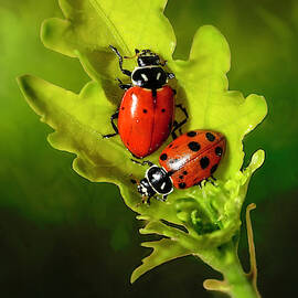 Two Ladybugs on a Leaf by Donna Kennedy