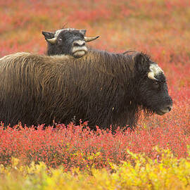 Two Musk Ox Ovibos Moschatus Calves On by Eastcott Momatiuk