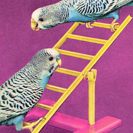 Two Parakeets by CSA Images