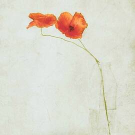 Two Poppies In A Bottle by Delphine Devos