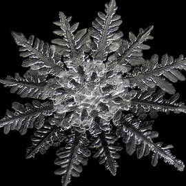 Two Snowflakes Formed Simultaneously From A Single Nucleus Resulting In Merged Snowflakes by Jason Persoff Stormdoctor
