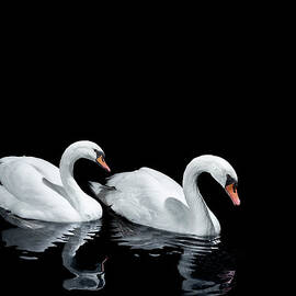 Two Swans Moving In The Same Direction by Walker And Walker