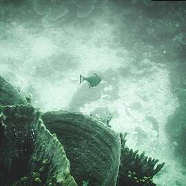 Underwater World by Markus Haberfellner