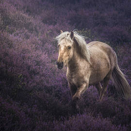 Untamed Beauty by Avishek Patra