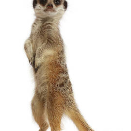 Upstanding Meerkat by Warren Photographic
