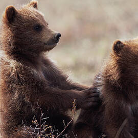 Usa, Alaska, Denali National Park by Eastcott Momatiuk