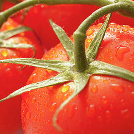 Usa, Utah, Lehi, Fresh Tomatoes With by Mike Kemp