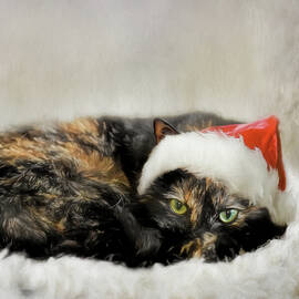 Waiting For Catnip From Santa by Jai Johnson