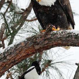 Waiting for Leftovers by Michael Dawson