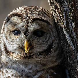 Waking Up by Randy Hall