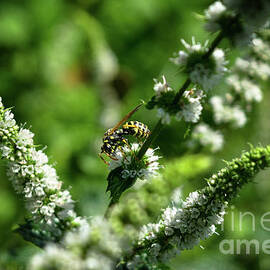 Wasp On Peppermint Flowers by Michelle Meenawong