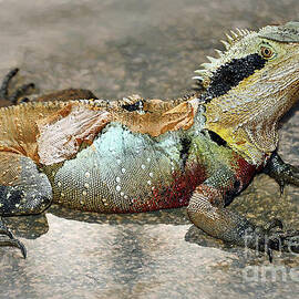 Water Dragon Shedding Skin by Kaye Menner by Kaye Menner
