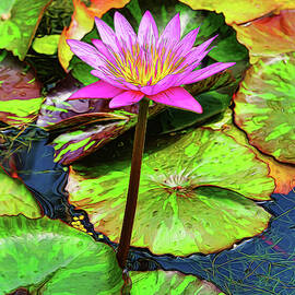 Water Lily 51 by Allen Beatty