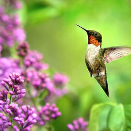 Welcome Home Hummingbird by Christina Rollo