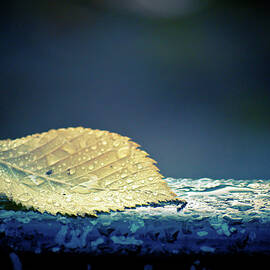 Wet Leaf On Playground Rail by Orlin Bertsch