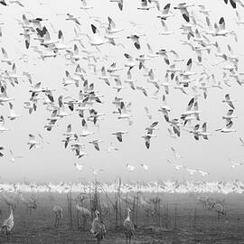 Wetland by Aidong Ning