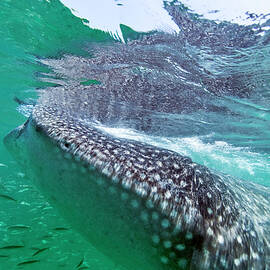 Whale Shark, Yum Balam Ecological by Stuart Westmorland