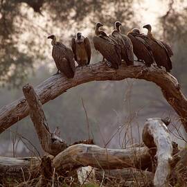 White Backed Vultures - Gyps Africanus by David Fettes