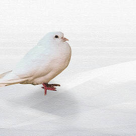 White Dove by Yuri Lev