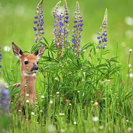 Whitetail Deer Fawn In Spring Flowers by Jimkruger