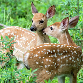 Whitetailed Deer by European School