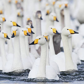 Whooper Swans Swimming In Lake by Pixelchrome Inc