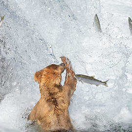 Why Not Catch It? by Richard Liu