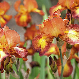 Wild Capers. The Beauty Of Irises  by Jenny Rainbow