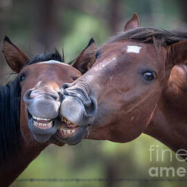 Wild Horse Smiles by Lisa Manifold