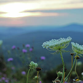Wildflower Sunset by Linda Sannuti